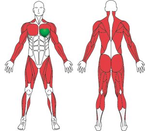 Muscle_groups_Crosstrainer